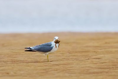 Close-up of seagull on sand