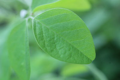 Close-up of green leaves