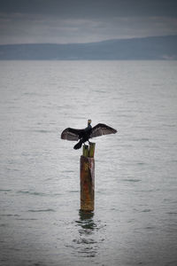 Seagull flying over sea