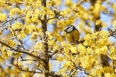 Bird perching on flower tree