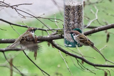 Sparrows perching on bare tree by feeder