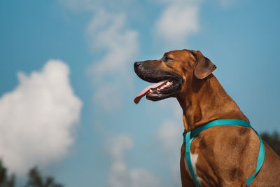 Dog looking away against sky