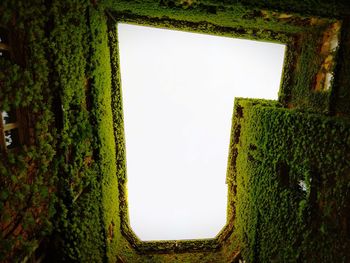 Ivy growing on wall against sky