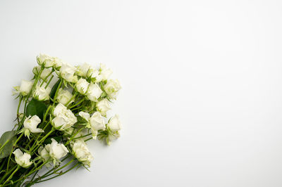 Close-up of rose plant against white background