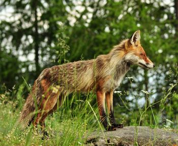 Side view of fox standing in forest