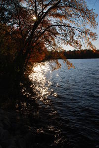 Trees by calm lake