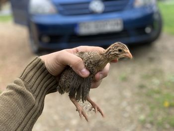 Close-up of hand holding bird