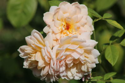 Close-up of white rose flower