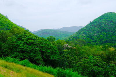 Scenic view of forest against sky