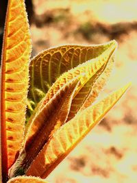 Close-up of plant against blurred background