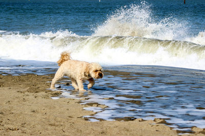 View of a dog on the beach