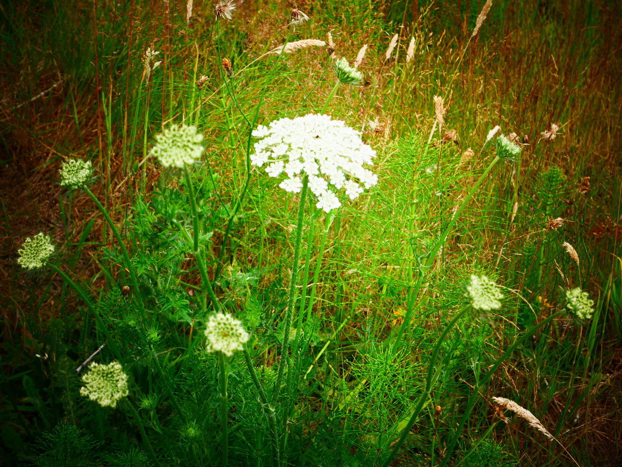 WHITE FLOWERING PLANTS ON LAND