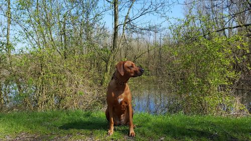 Dog in a forest