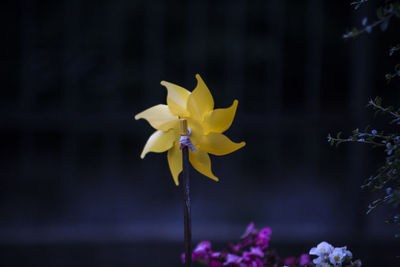 Close-up of yellow flowering plant