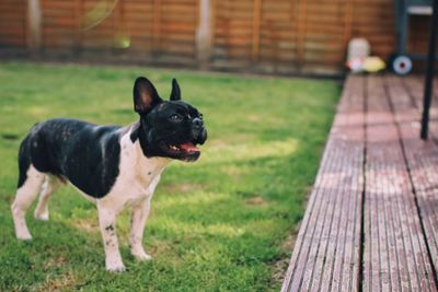 Portrait of dog on grass