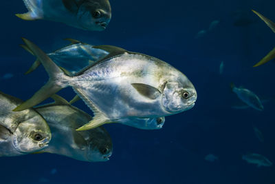 Close-up of fish swimming in sea