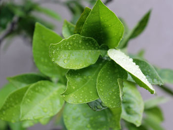 Close-up of leaves on plant