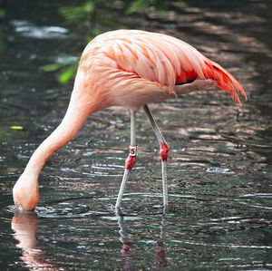 Flamingos in a lake