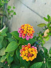 Close-up of pink flowering plant