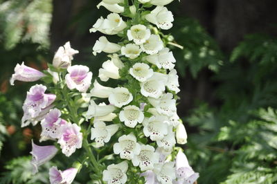 Close-up of white flowers