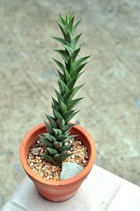 High angle view of potted plant on table