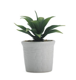 Close-up of potted plant against white background