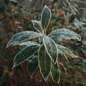 Close-up of fresh green leaves