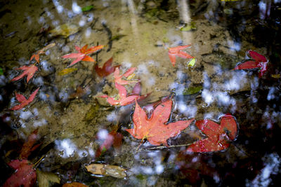 View of koi carps swimming in sea