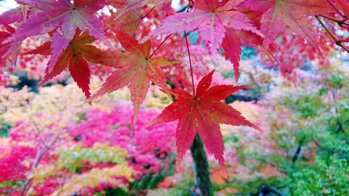 Close-up of maple leaves on tree