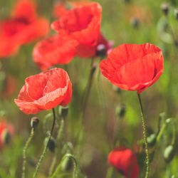 Close-up of red poppy flowers on field