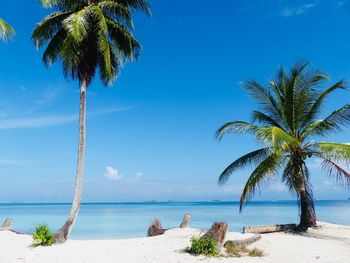 Palm trees on beach against sky