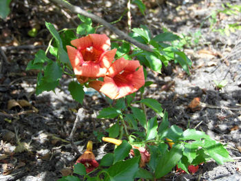 Close-up of red flowers blooming in garden