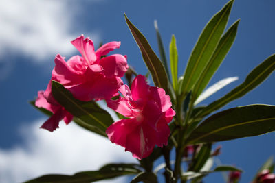 Close-up of pink flowering plant against sky