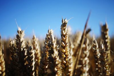 Close-up of stalks in field against sky