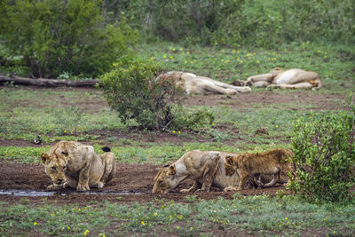 Lionesses drinking water