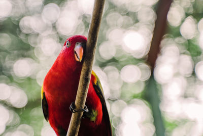 Close-up of parrot perching