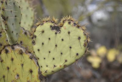Close-up of prickly pear cactus