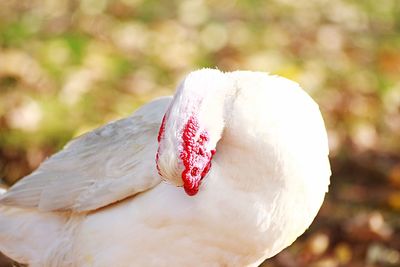 Close-up of bird against blurred background
