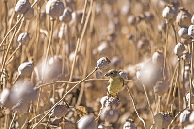 Close-up of dried plant on field