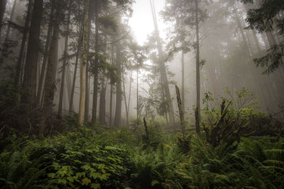 Sunlight streaming through trees in forest