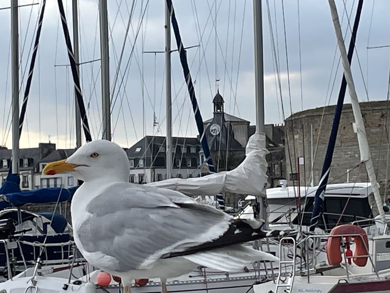 VIEW OF SEAGULL ON HARBOR