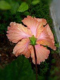 Close-up of pink flower