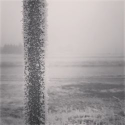 Reflection of trees in water