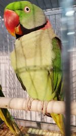 Close-up of parrot perching in cage