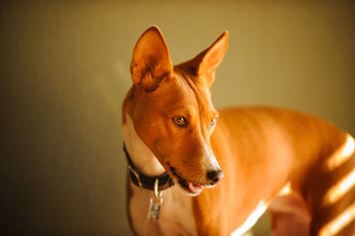 Close-up portrait of dog