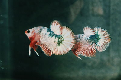 Close-up of fish swimming in sea