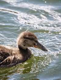 Close-up of swan swimming in lake