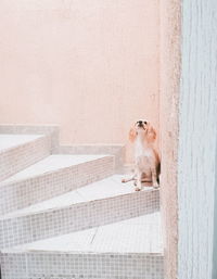 Dog sitting on staircase