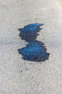 High angle view of blue flower on sand