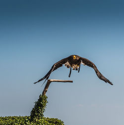 Low angle view of eagle flying against sky